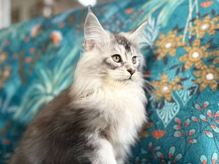 6 chatons Maine Coon LOOF à vendre, nés en juillet 2025, 2 mâles et 4 femelles