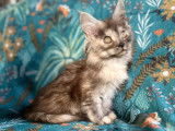6 chatons Maine Coon LOOF à vendre, nés en juillet 2025, 2 mâles et 4 femelles