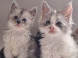 À réserver, 3 chatons Maine Coon LOOF