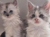 À réserver, 3 chatons Maine Coon LOOF