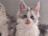 À réserver, 3 chatons Maine Coon LOOF