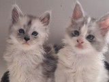 À réserver, 3 chatons Maine Coon LOOF
