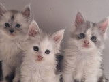 À réserver, 3 chatons Maine Coon LOOF
