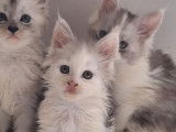 À réserver, 3 chatons Maine Coon LOOF