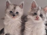 À réserver, 3 chatons Maine Coon LOOF