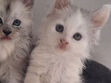 À réserver, 3 chatons Maine Coon LOOF