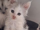 À réserver, 3 chatons Maine Coon LOOF