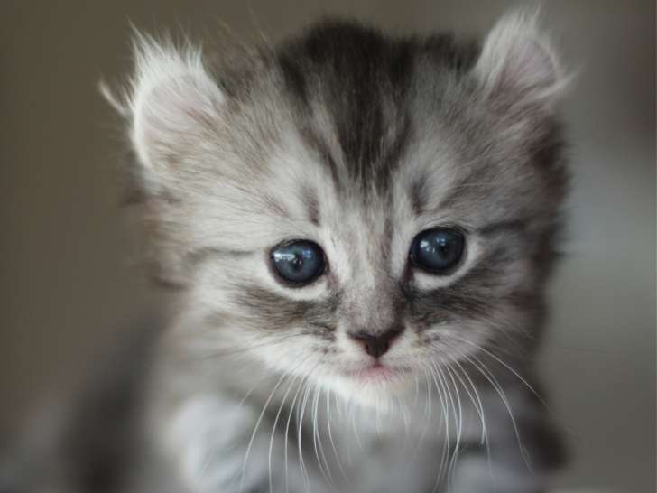 Boston, Mâle Black Silver Tabby