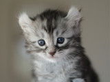 Believe, Mâle Black Silver Tabby