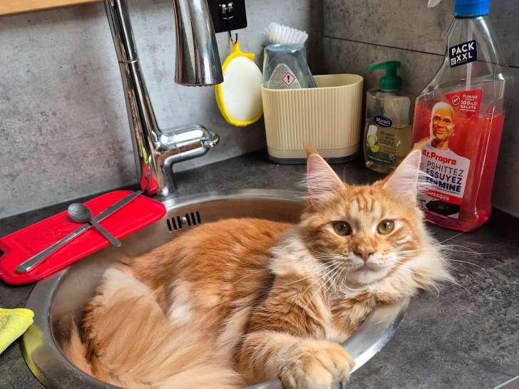 Chat mâle Maine Coon