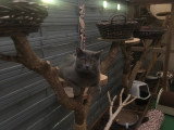 Mâle Chartreux LOOF pour saillie