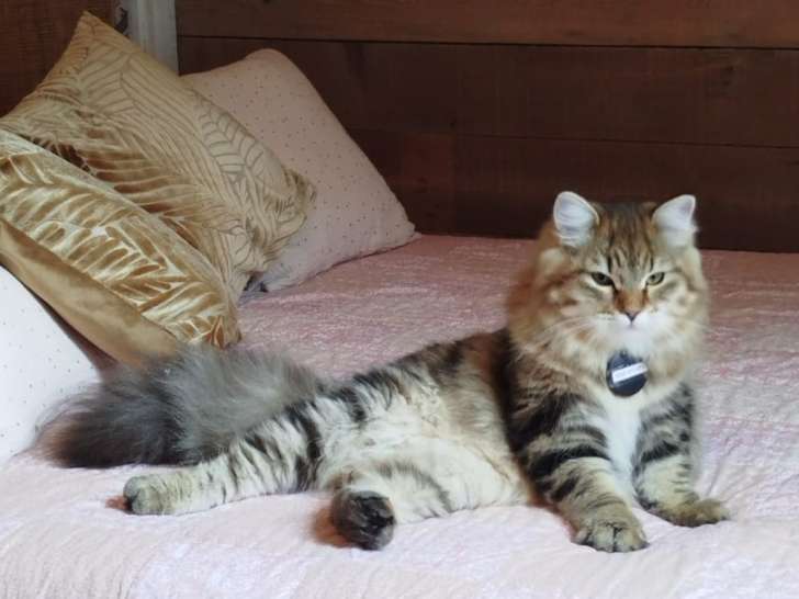 Jeune male Sibérien disponible pour saillie