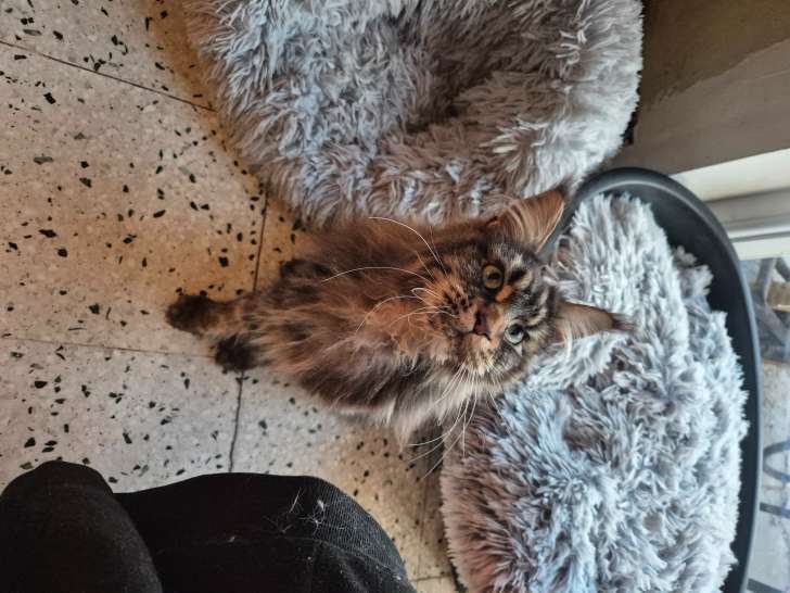 Femelle Maine Coon à vendre