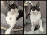 Chatonne Maine coon LOOF à vendre