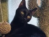 Disponible à l’adoption : chatte noire de 2 ans