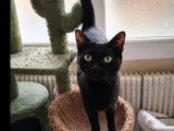 Disponible à l’adoption : chatte noire de 2 ans