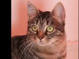 Adoption disponible : chatte tigrée de 5 ans