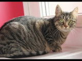 Adoption disponible : chatte tigrée de 5 ans
