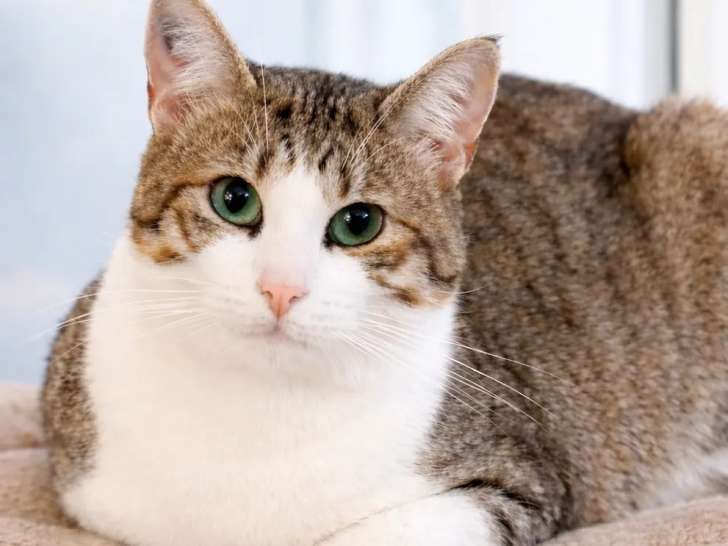 Disponible à l’adoption : chat de 2 ans tigré blanc