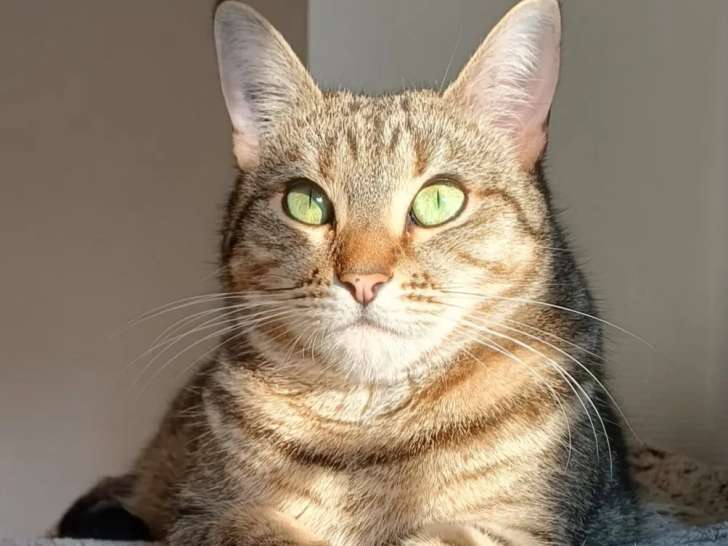 En quête d’un foyer : chatte de 2 ans tigrée