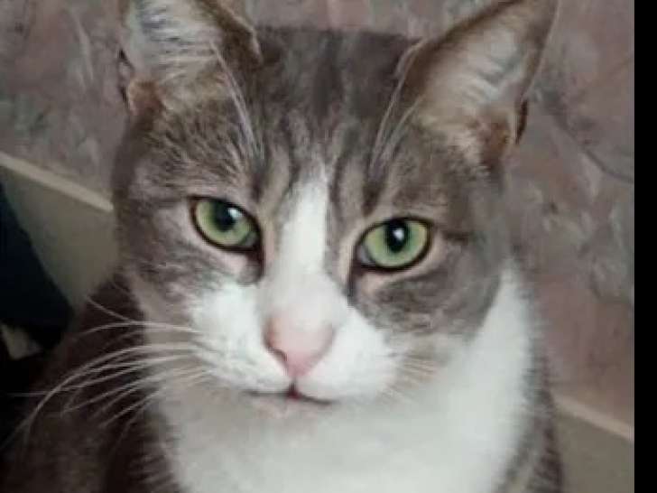À la recherche d’une famille : chat de 5 ans gris et blanc