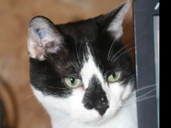 À adopter : chat de 6 ans noir et blanc