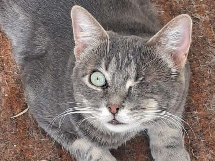 À adopter : chatte au pelage tigré gris