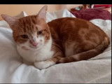 À adopter : chat de 8 ans tigré roux