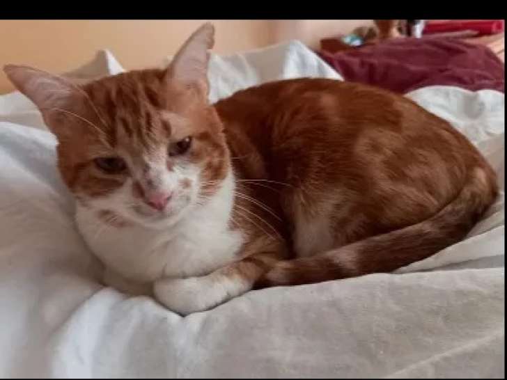 À adopter : chat de 8 ans tigré roux