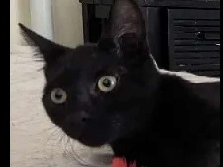 À adopter : chaton mâle de 9 mois noir