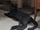 À adopter : chaton mâle de 9 mois noir