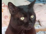 En quête d’un foyer : chat noir de 7 ans