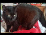 En quête d’un foyer : chat noir de 7 ans