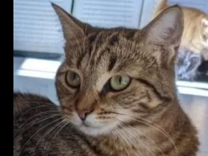 Disponible à l’adoption : chatte tigrée de 4 ans
