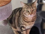 Disponible à l’adoption : chatte tigrée de 4 ans