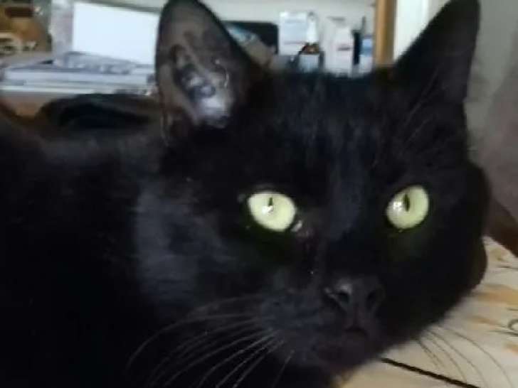 Disponible à l’adoption : chat noir de 7 ans