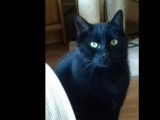 Disponible à l’adoption : chat noir de 7 ans