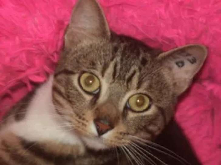 À adopter : chat tigré blanc de 3 ans