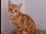Prêt pour l’adoption : chaton mâle tigré roux de 7 mois