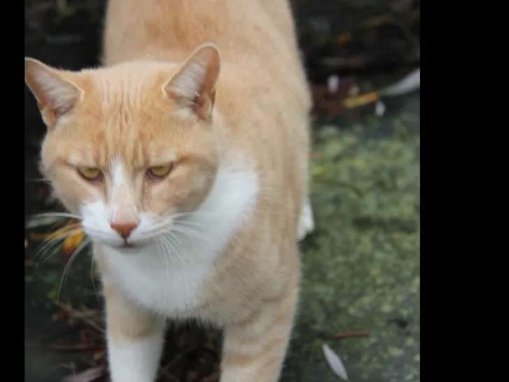 À la recherche d’une famille : chat de 3 ans tigré roux