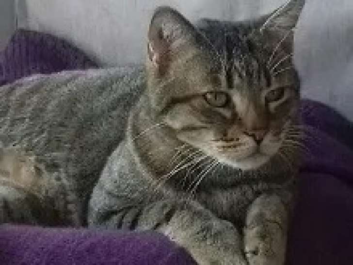 En quête d’un foyer : chat de 11 ans tigré