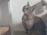 En quête d’un foyer : chatte grise de 6 ans