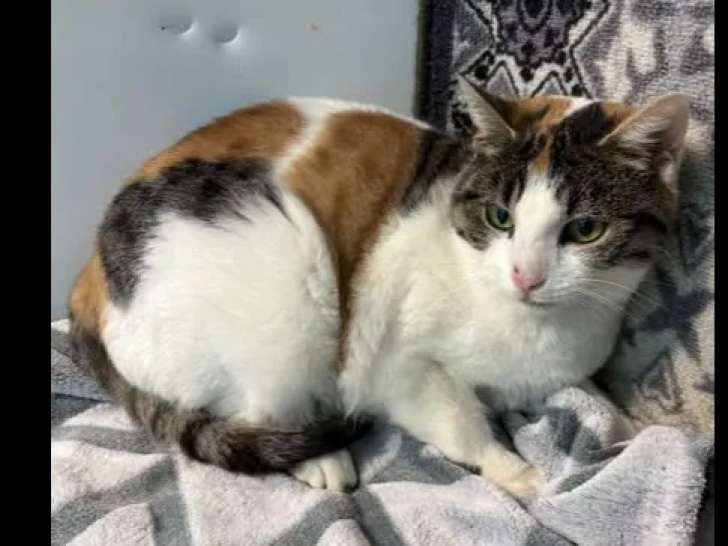 En quête d’un foyer : chatte tricolore de 2 ans
