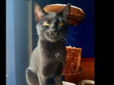 À la recherche d’une famille : chaton femelle noir de 9 mois
