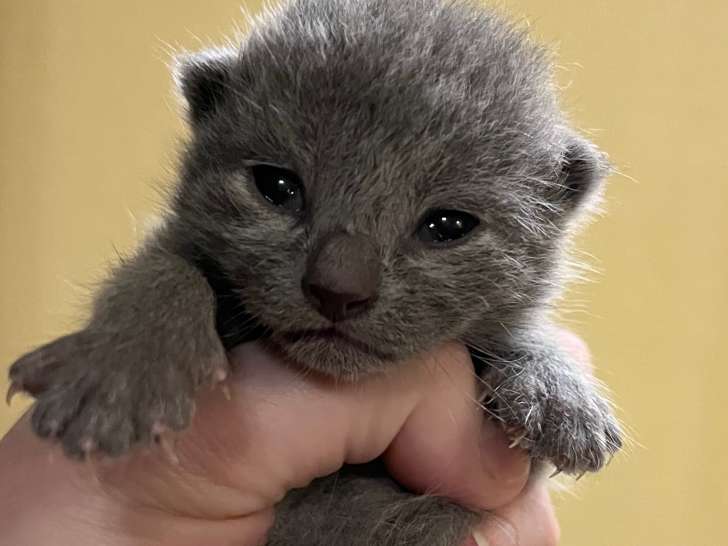 Chaton Bleu Russe LOOF à vendre