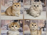 À vendre, 4 chatons femelles British LOOF, Shorthair et Longhair, disponibles à la vente