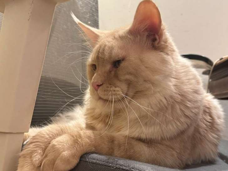 1 mâle Maine Coon LOOF à vendre, crème smoke, adulte stérilisé