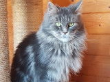 1 femelle Maine Coon LOOF, adulte, à vendre