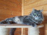 1 femelle Maine Coon LOOF, adulte, à vendre