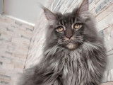 Saillie pour Maine Coon LOOF, 1 mâle disponible